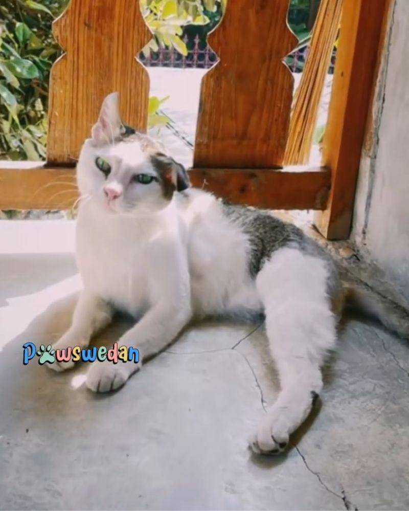 Instagram.com/pawswedan